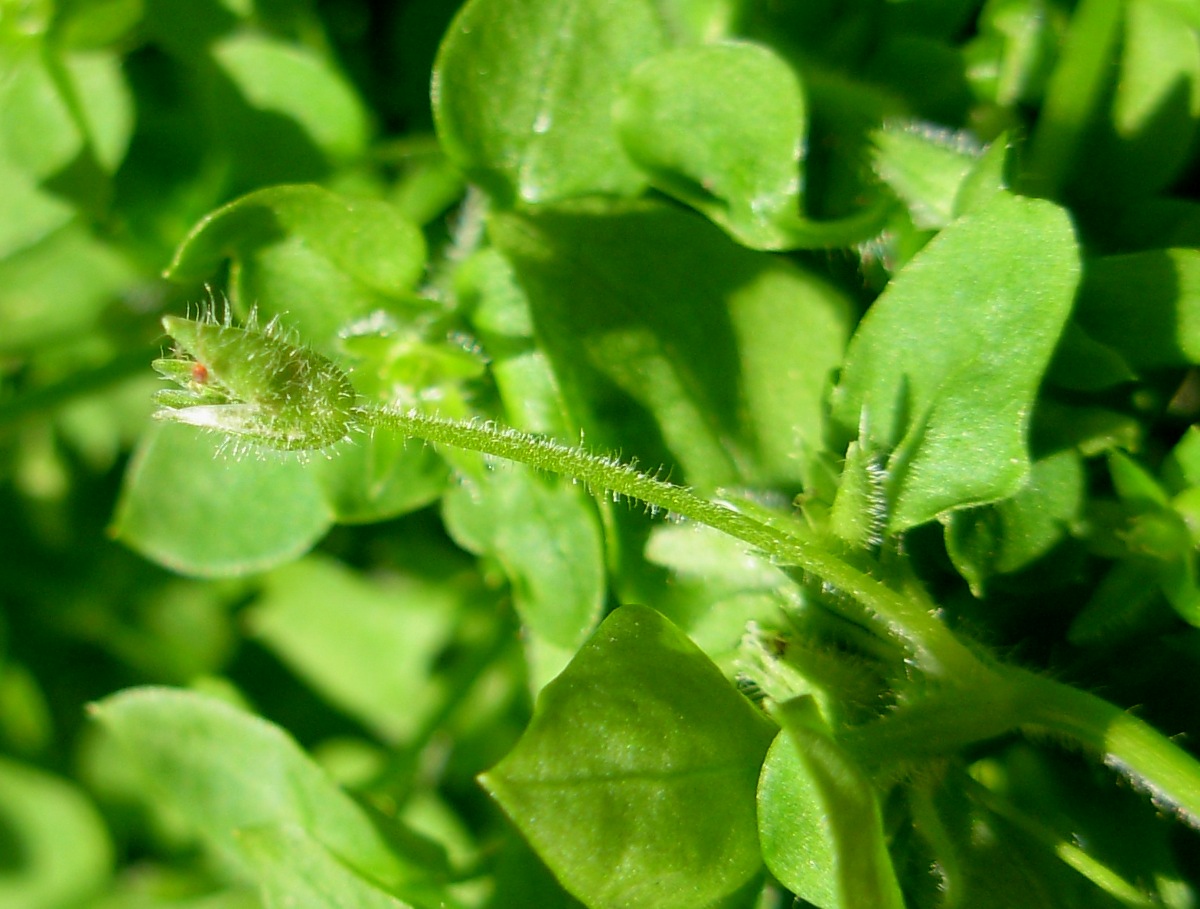 Stellaria pallida / Centocchio senza petali